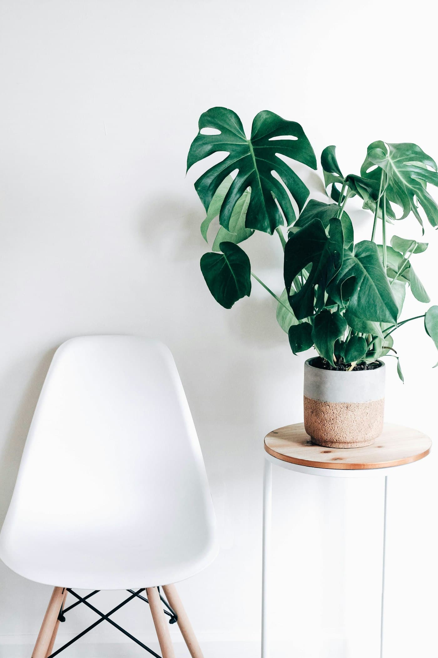 A calm, minimal room with a chair and a large monstera plant